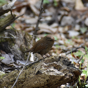 Eurasian Wren ~ Karuizawa