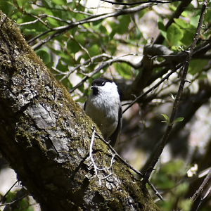 Willow Tit ~ Karuizawa