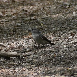 Asian Brown Flycatcher ~ Karuizawa