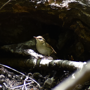 Asian Stubtail ~ Karuizawa