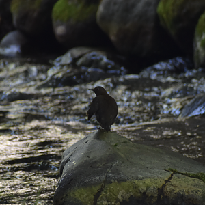 Brown Dipper ~ Karuizawa