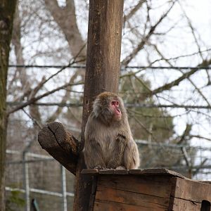 Japanese macaque