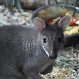 Dusky pademelon
