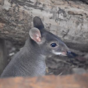 Dusky pademelon