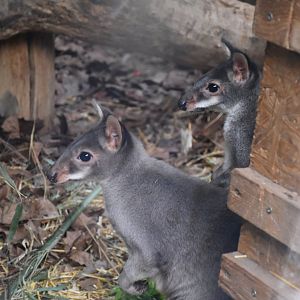 Dusky pademelon
