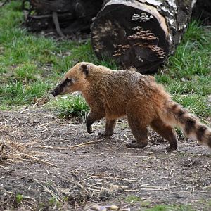 South American coati