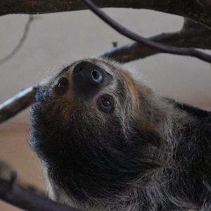 Two-toed sloth