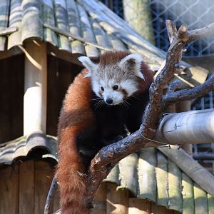 Red panda
