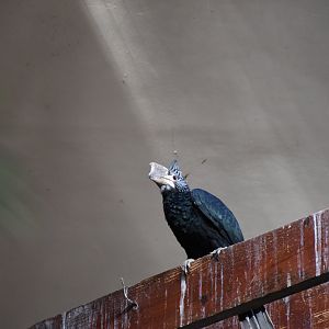 Silvery-cheeked hornbill