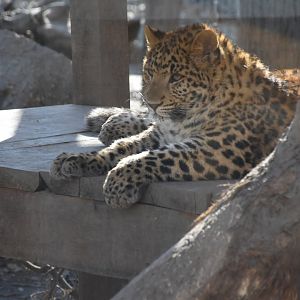 Amur leopard