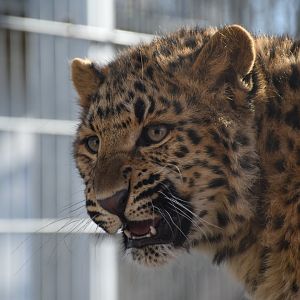 Amur leopard