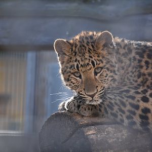 Amur leopard