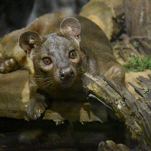 Fossa