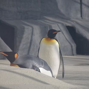 King penguin