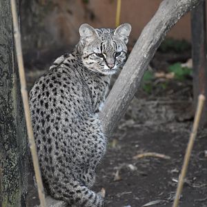 Geoffroy's cat