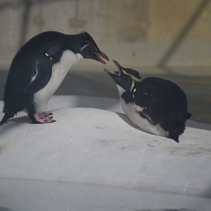 Southern rockhopper penguin
