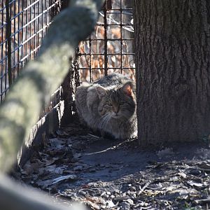 European wild cat