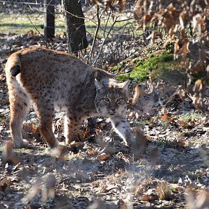 Carpathian lynx