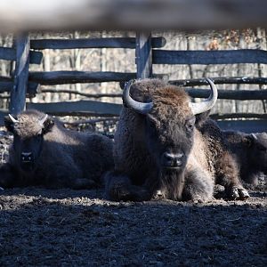 European bison