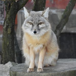 Corsac fox