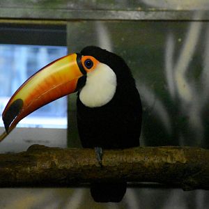 Toco toucan