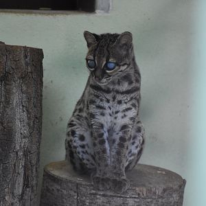 Yucatan margay