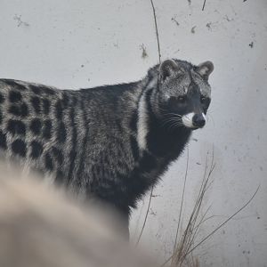 African civet