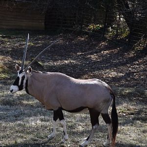 Southern oryx