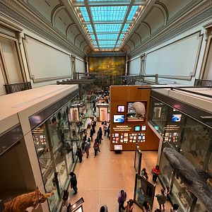 Kenneth E. Behring Family Hall of Mammals Balcony View