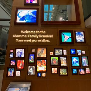 Welcome To The Mammal Family Reunion