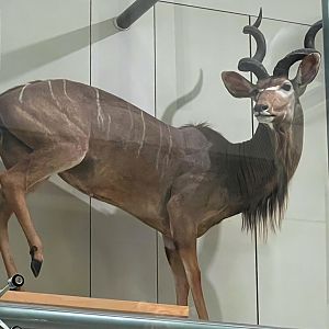 Greater Kudu