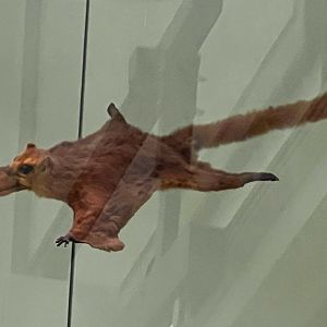 Red Giant Flying Squirrel