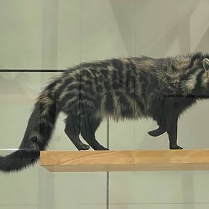 African Civet