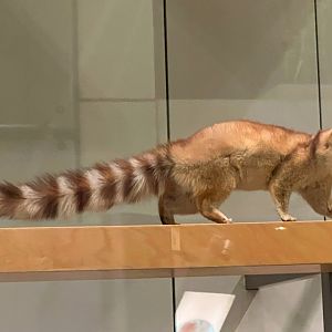 Ringtail
