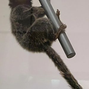 White Tufted Ear Marmoset