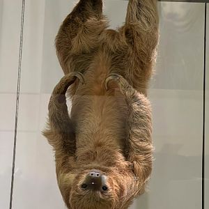 Southern Two Toed Sloth