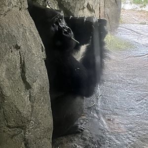 Western Lowland Gorilla