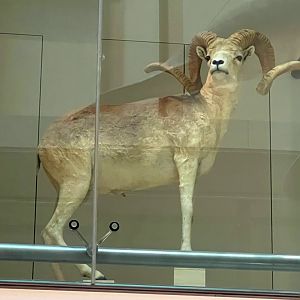 Argali