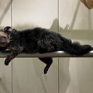 Binturong