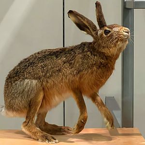 Cape Hare