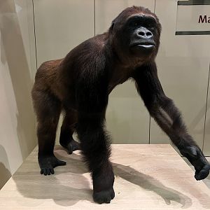 Western Lowland Gorilla