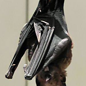 Jamaican Fruit Eating Bat