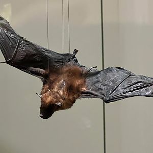 Jamaican Fruit Eating Bat