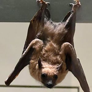Egyptian Rousette Bat