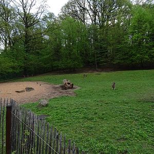 Eastern grey kangaroo & emu enclosure
