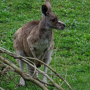 Eastern grey kangaroo (Macropus giganteus giganteus)