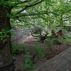 Meerkat / yellow mongoose enclosure