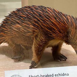 Short Beaked Echidna