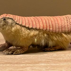 Pink Fairy Armadillo