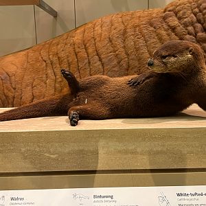 Northern River Otter